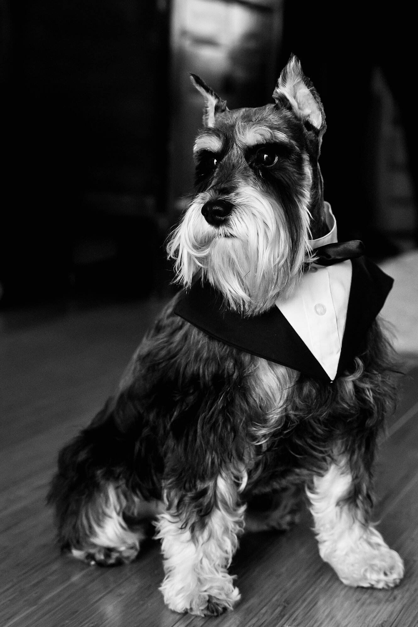 Boomer, a miniature schnauzer in a tuxedo collar and bow tie, photographed in black and white